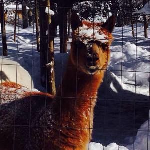 Meet your Posher, Linda